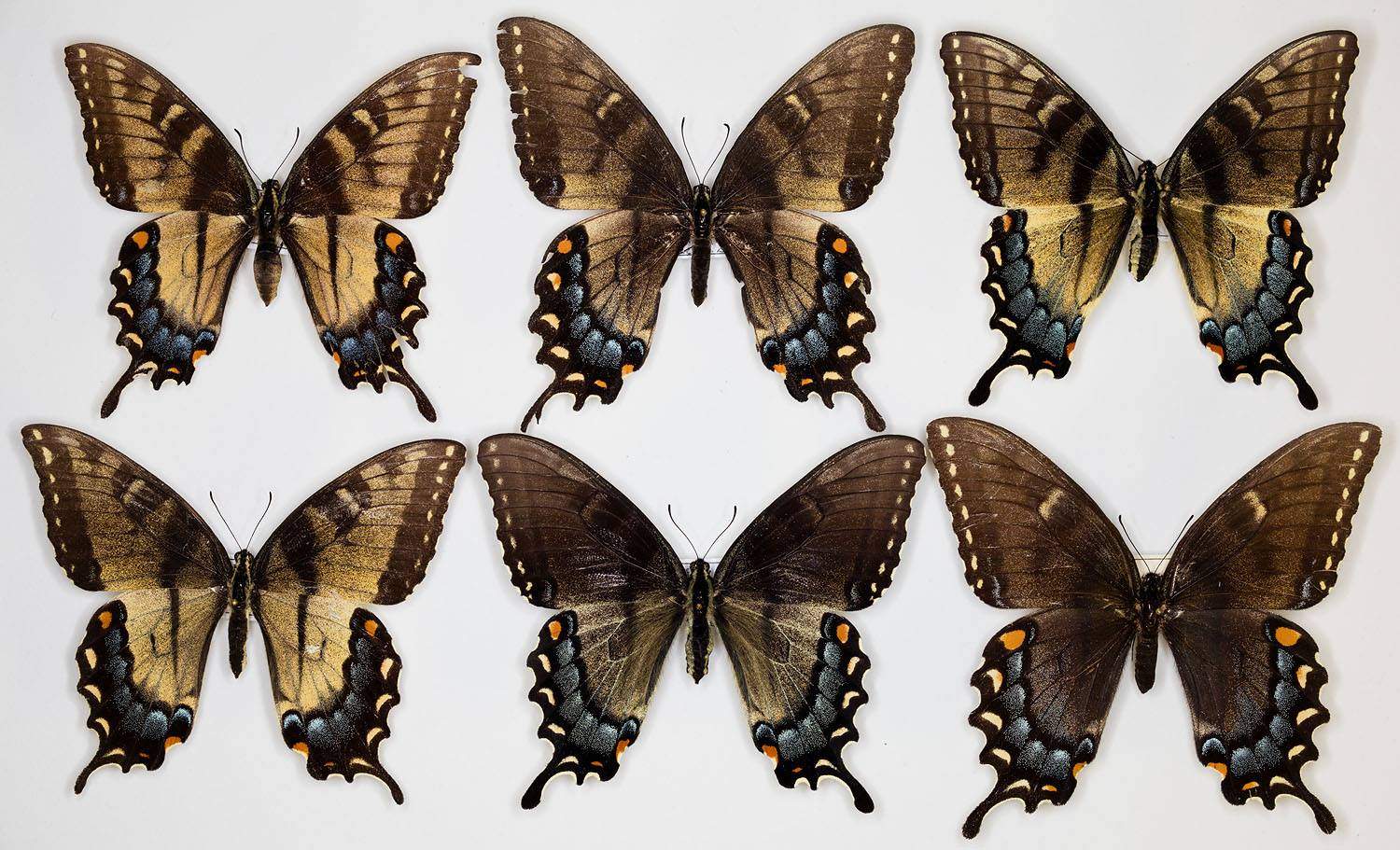 Papilio glaucus female (intergrade dark form collection) (Internet Image property of respective owner, non-commercial use only)